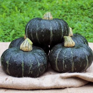 Cucurbita Yuva