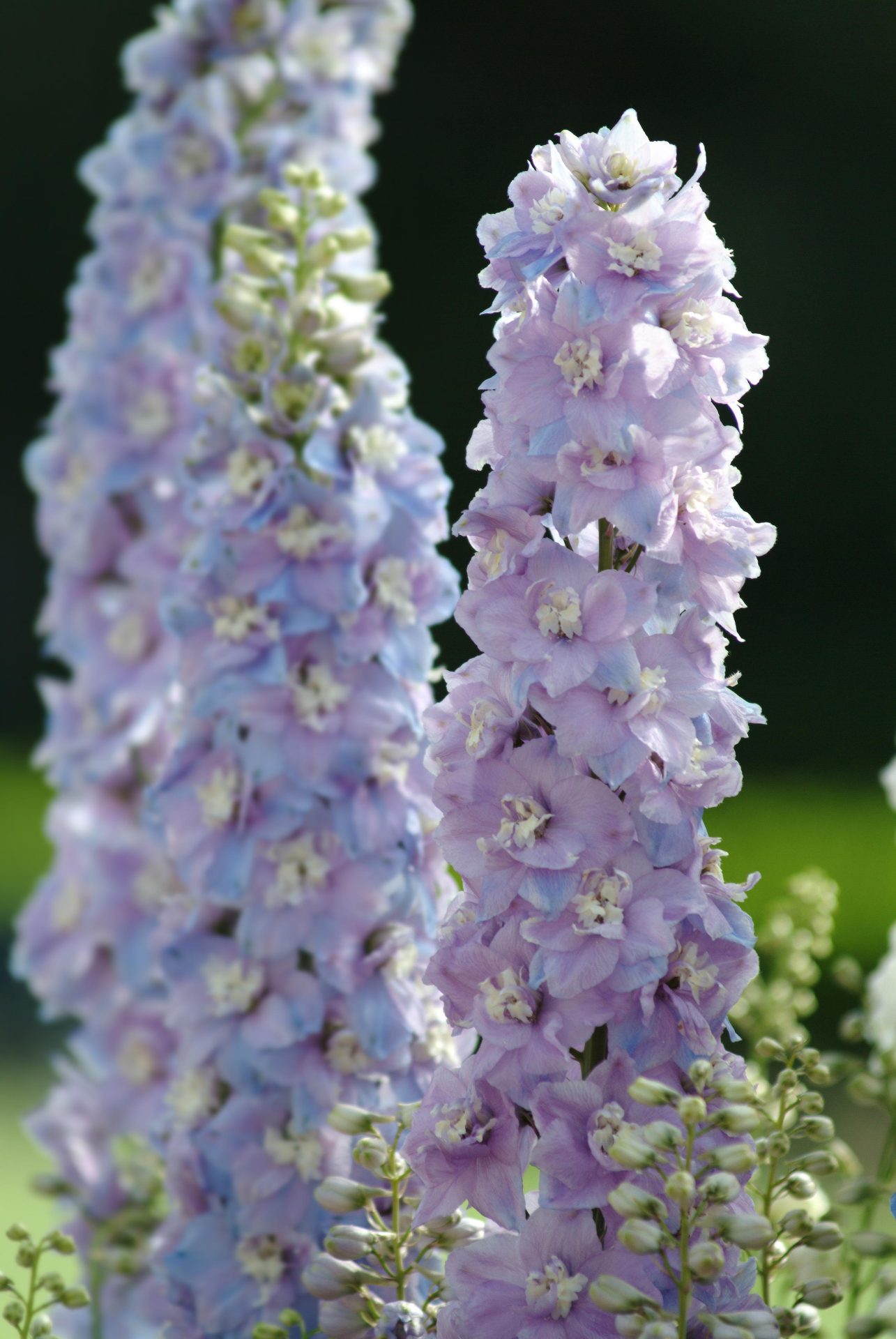 Delphinium elatum Guardian Lavender - Billede 2
