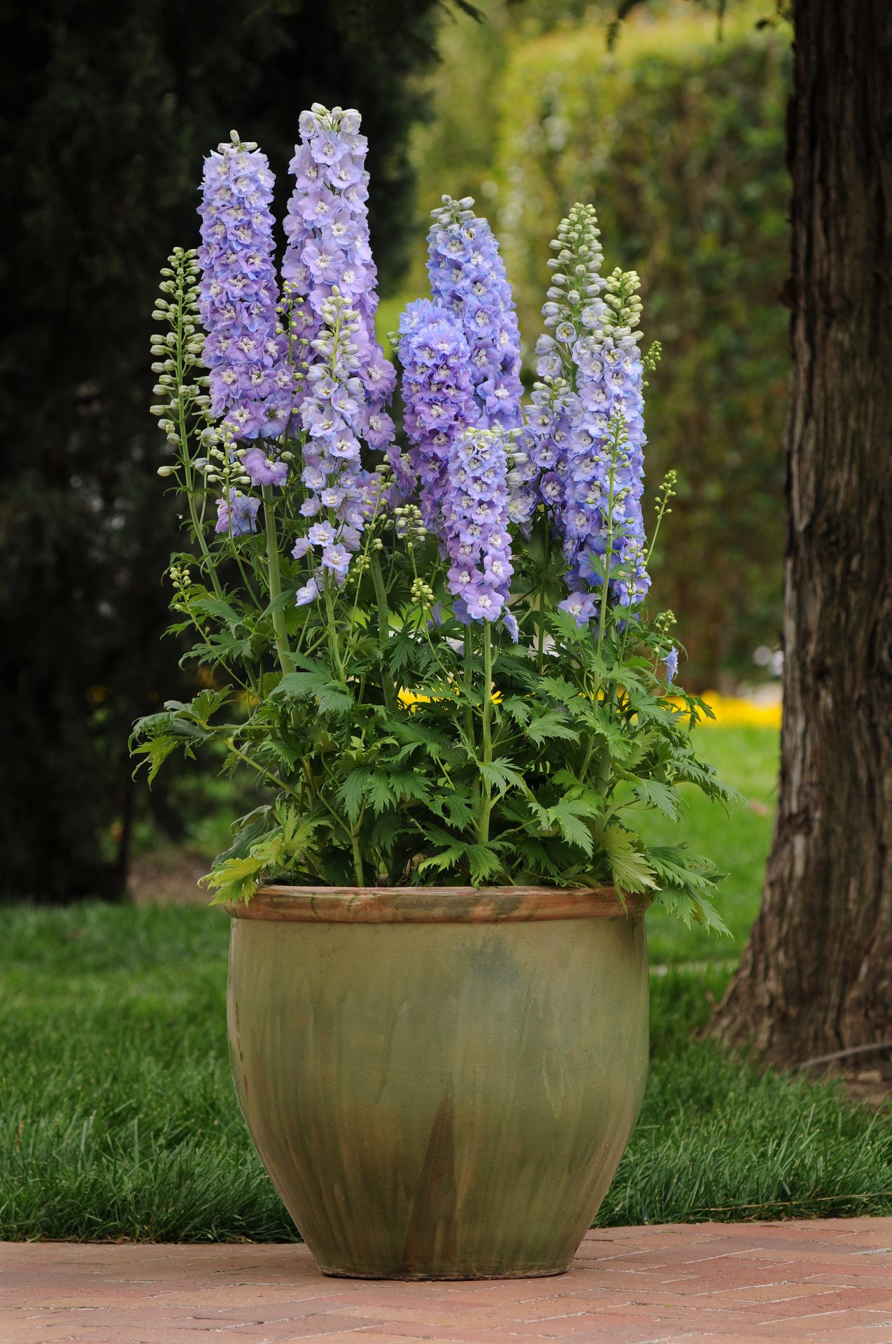 Delphinium elatum Guardian Lavender - Billede 3