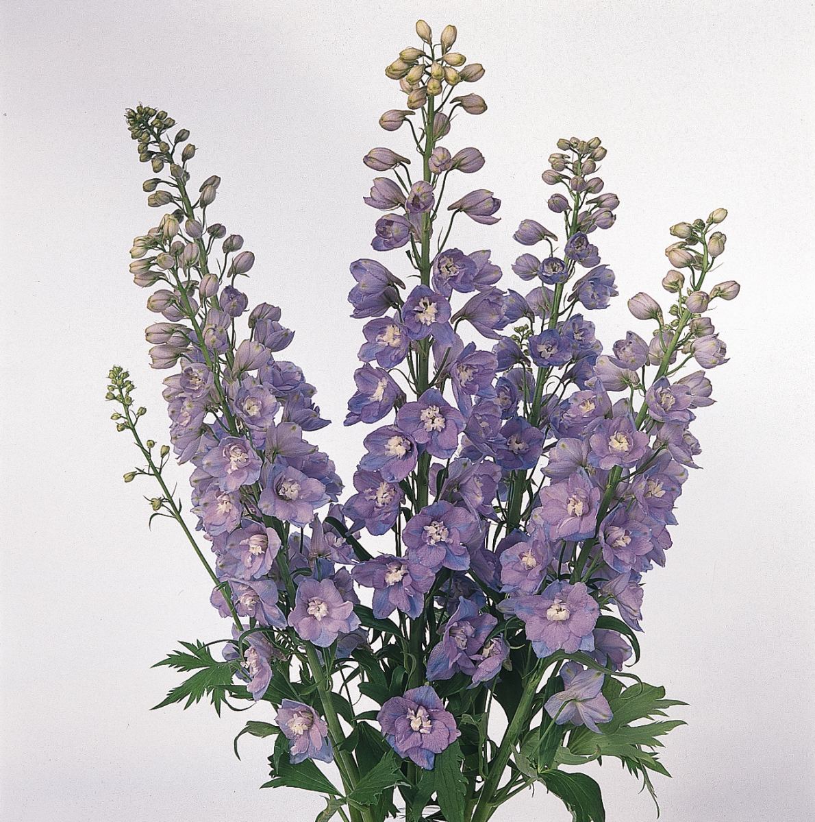 Delphinium elatum Guardian Lavender - Billede 4