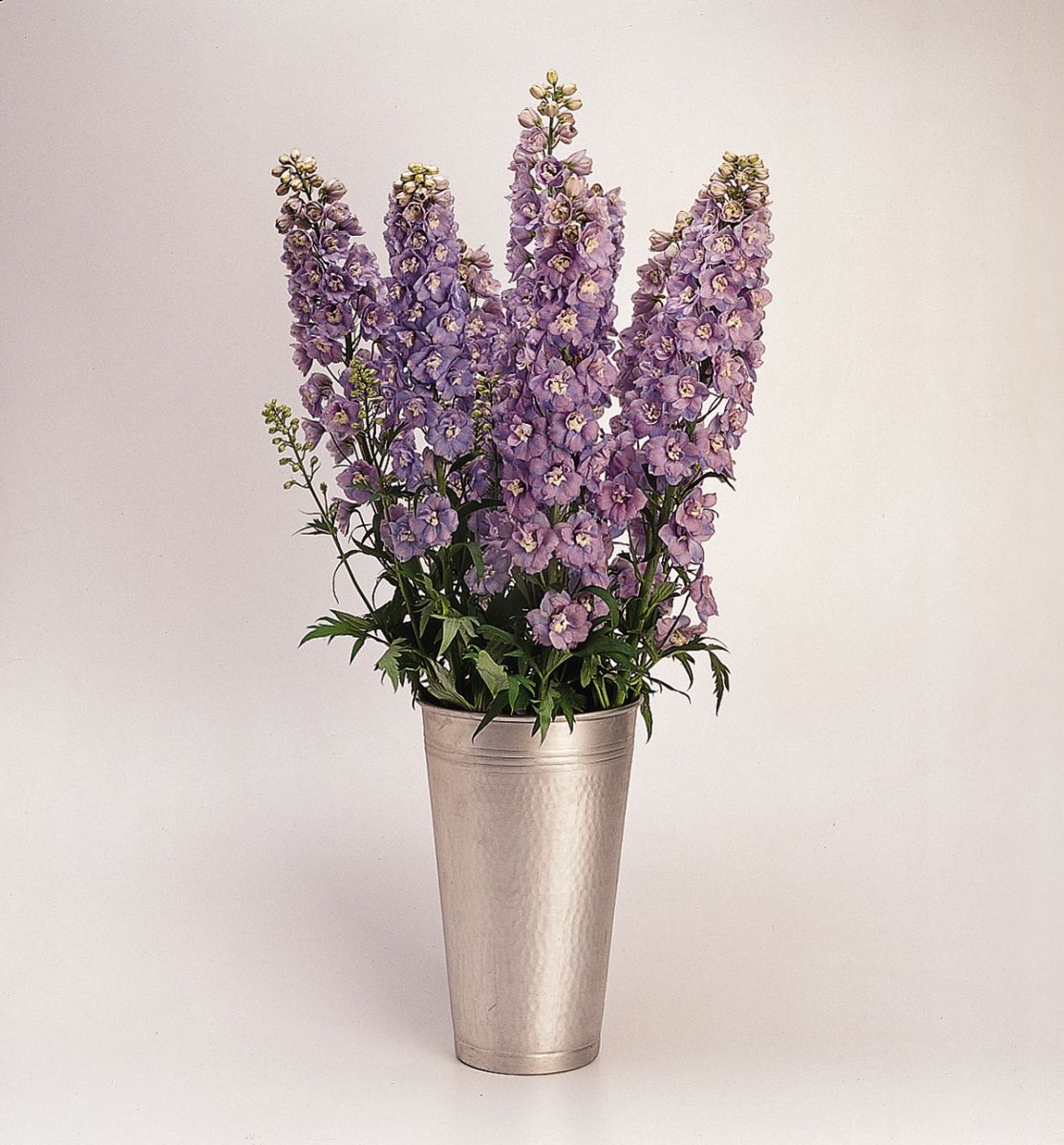Delphinium elatum Guardian Lavender - Billede 5